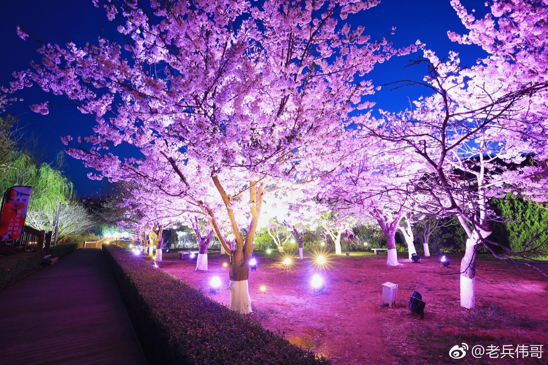 4月24日夜幕降临明月高悬旅顺203樱花园华灯璀璨