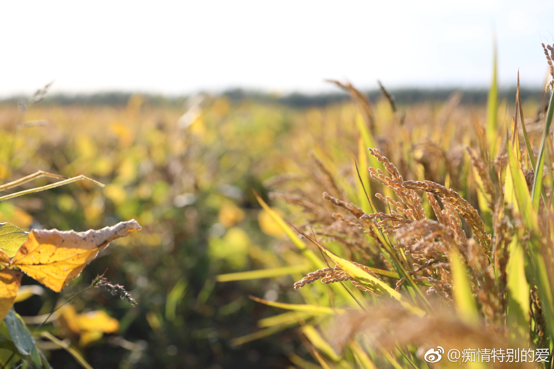 丰收节,金色稻田。