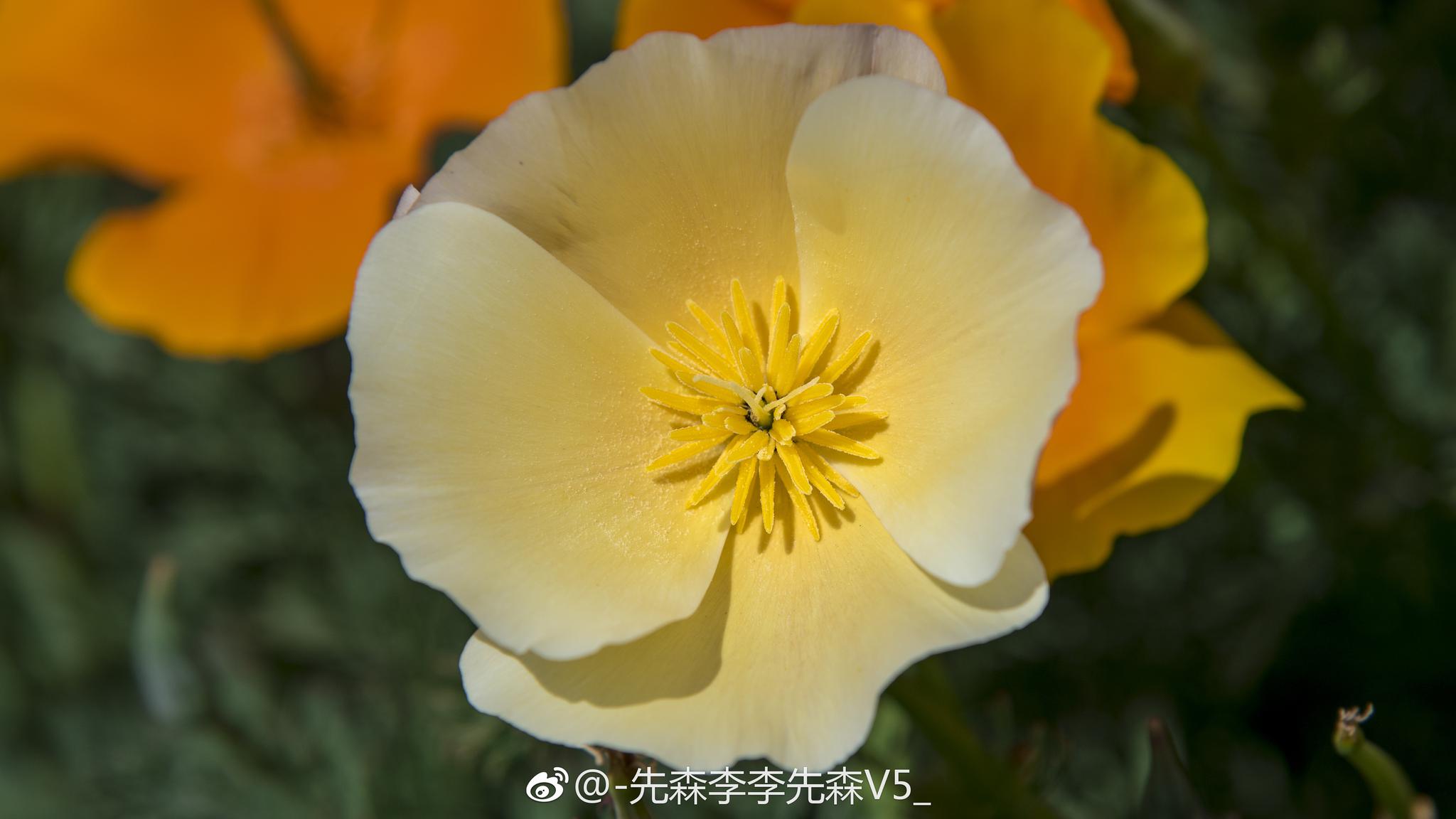 花菱草又叫加州罂粟人参花是美国加州的州花