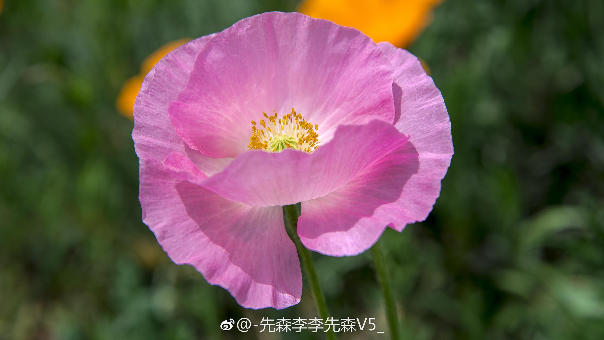 花菱草又叫加州罂粟人参花是美国加州的州花