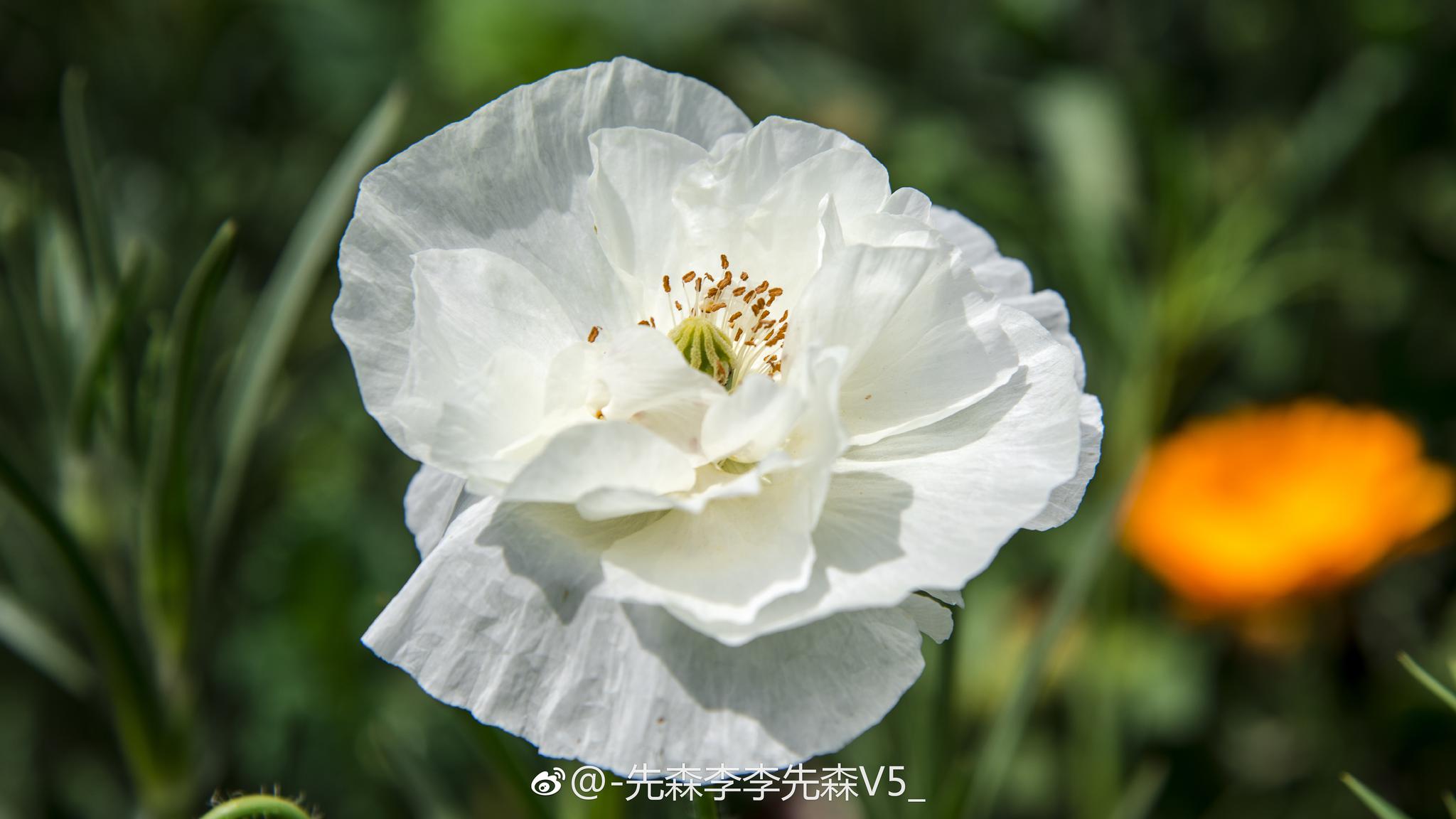 花菱草又叫加州罂粟人参花是美国加州的州花
