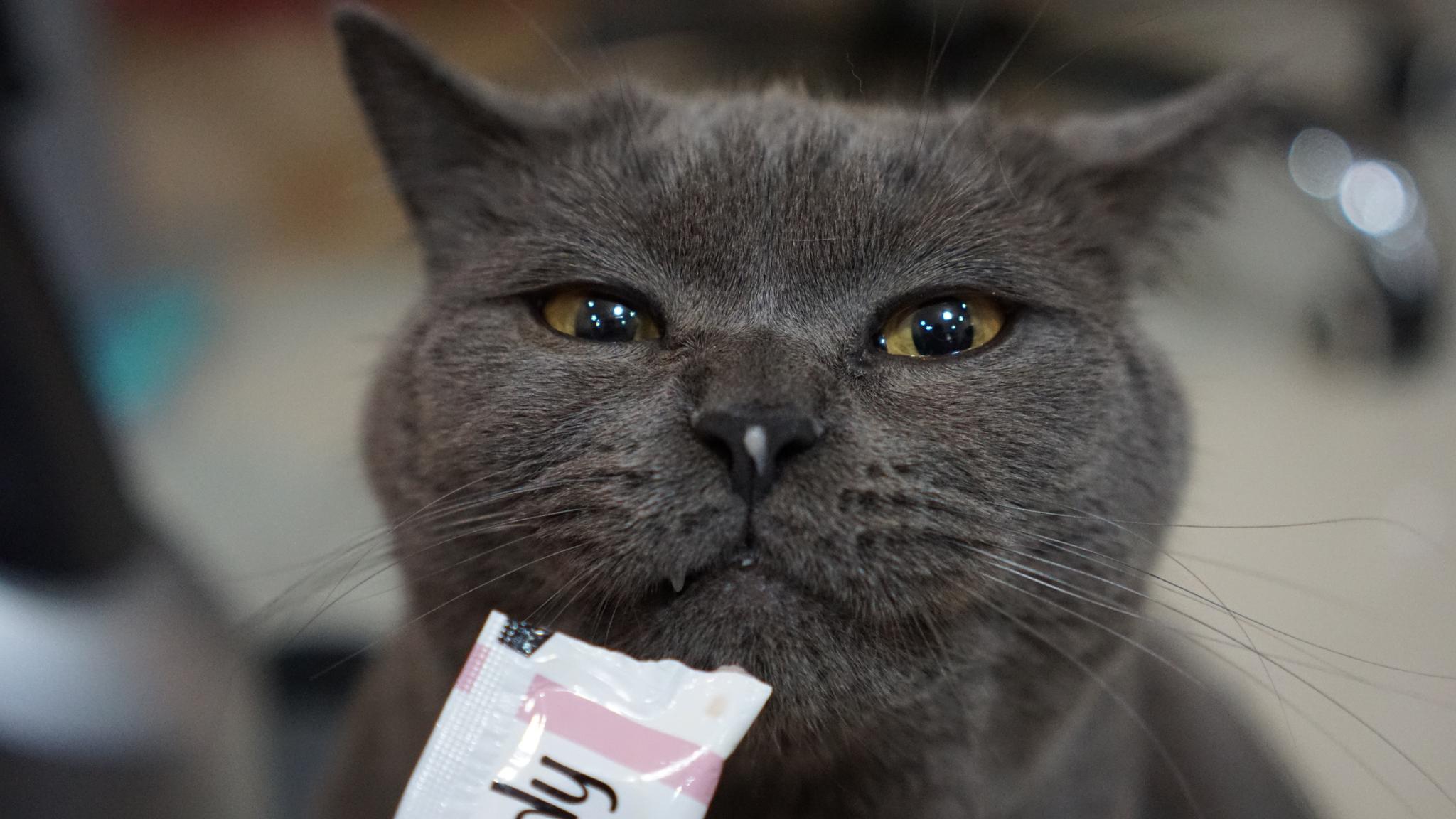 旺仔:傻弟弟不爱吃这个,剩下的都是我的了,开心开心哇