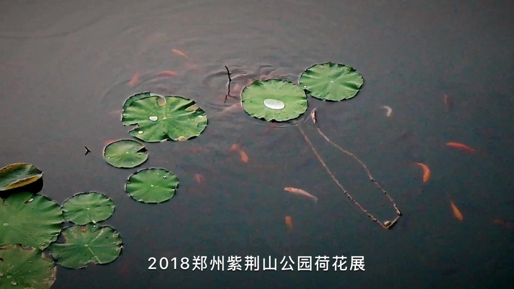 2018鄭州紫荊山公園荷花展今日開幕