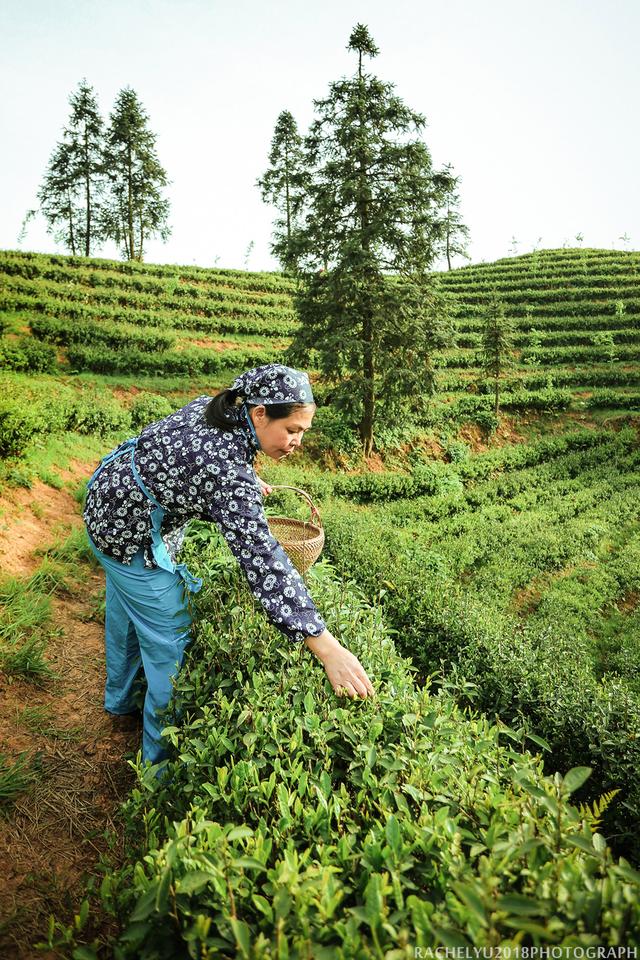 南昌竟然也有客家围屋可体验采茶之乐可品尝特色茶宴