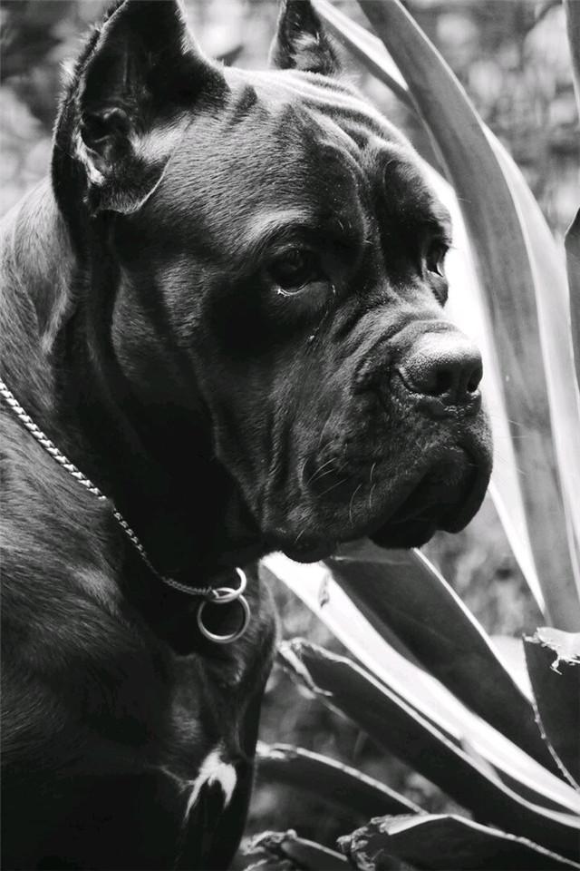 卡斯罗犬走进家庭,风靡全球理所当然