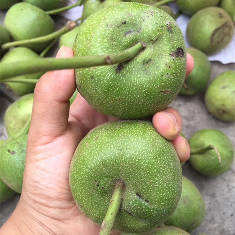 他们说青皮核桃真鲜甜他们说青皮核桃孩子吃了最补脑一颗青皮核