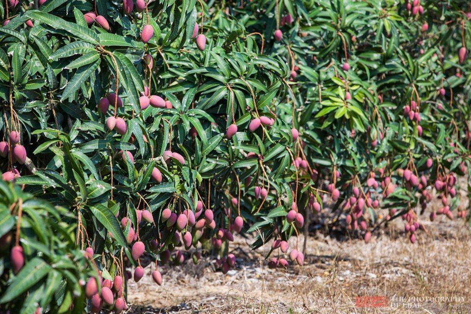 一人管理8000棵芒果树