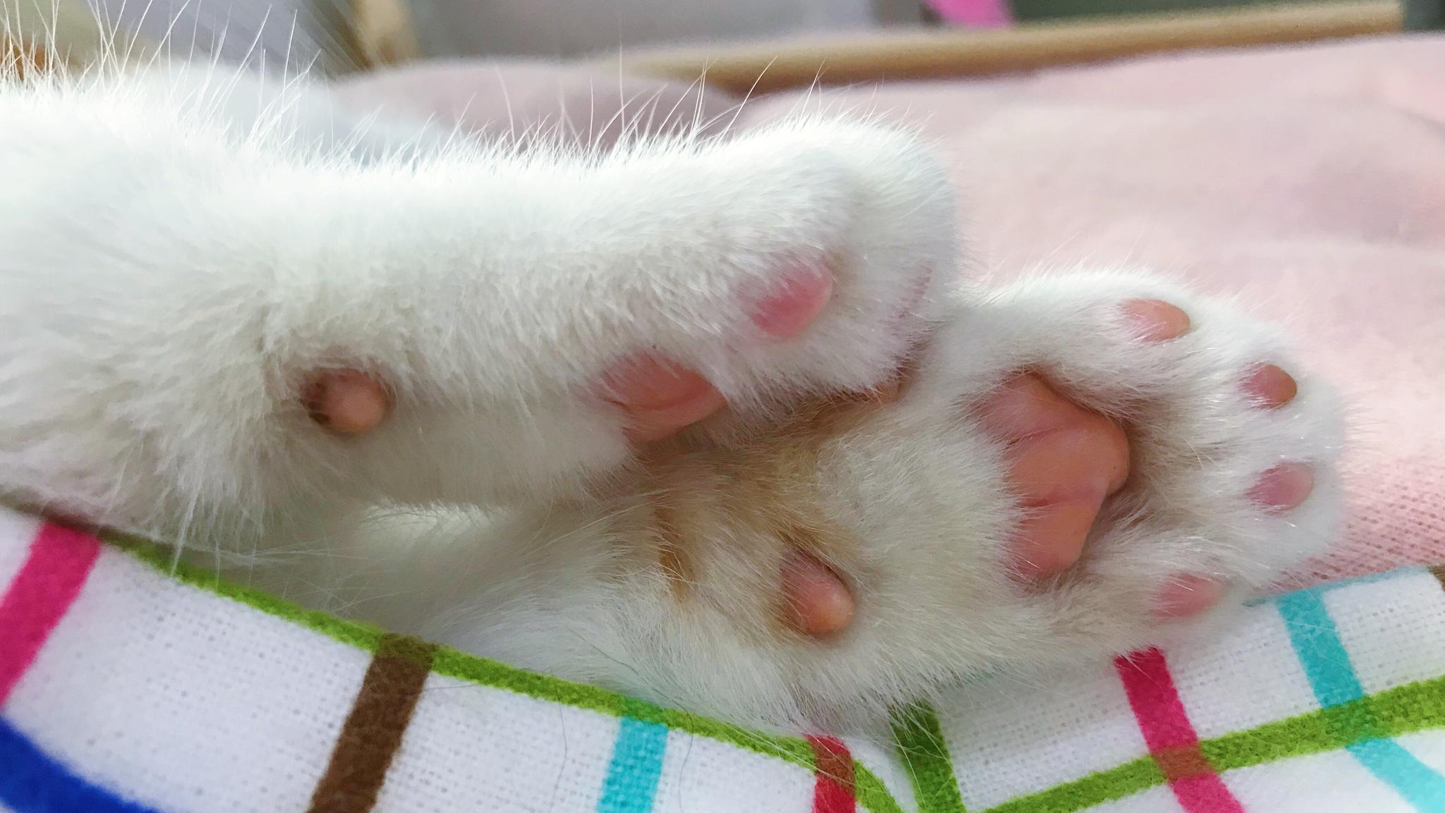 捏肉垫什么的,实在是太治愈了啊!