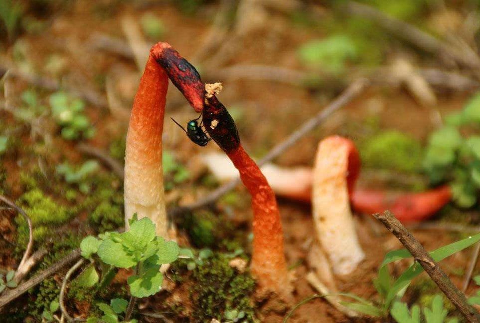 农村粪堆上的野味,大人说是"蛇蛋"不能碰,没想到它能治病