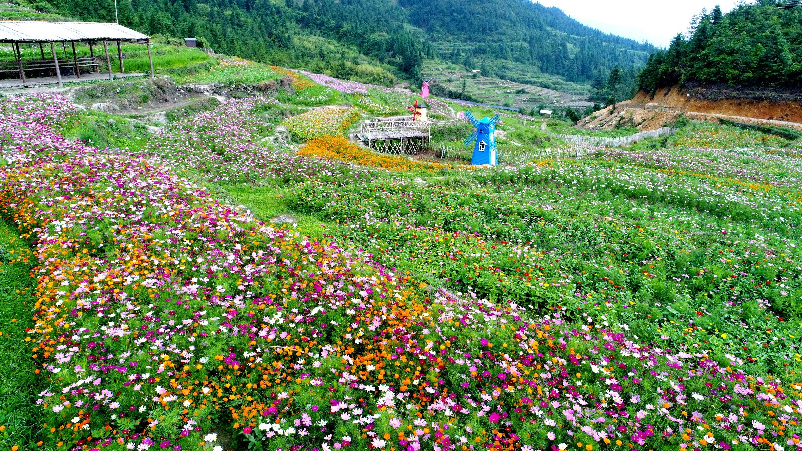 美哭500亩浪漫梯田花海开园游客可享受空中旅行