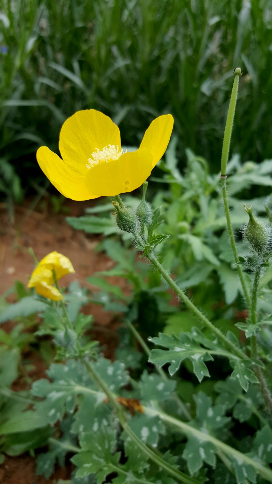 秃疮,疥癣的秃疮花你认识吗(18图)|陕西中草药|秃疮|疥癣_新浪新闻