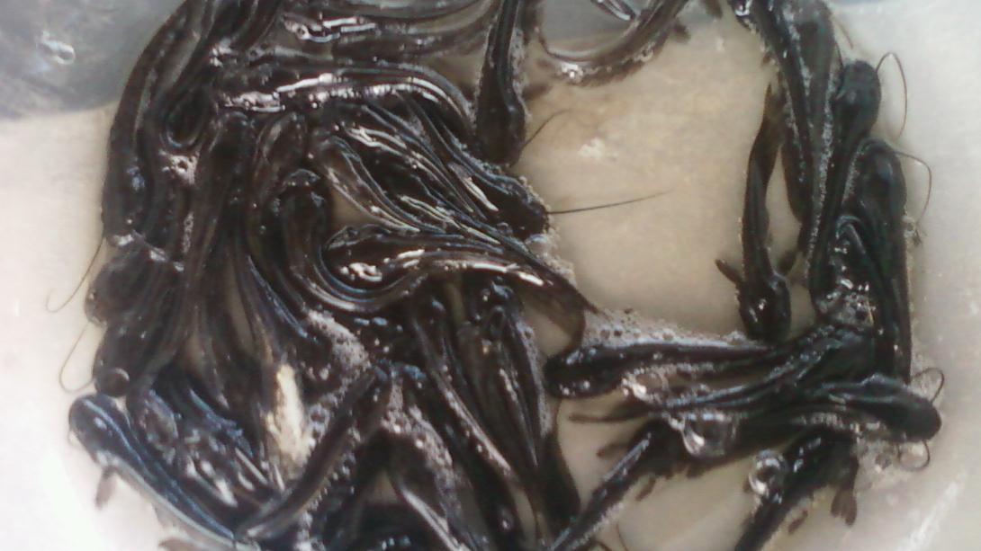 你认为鲶鱼脏肯定是听别人说的它真实的面貌其实是这样的