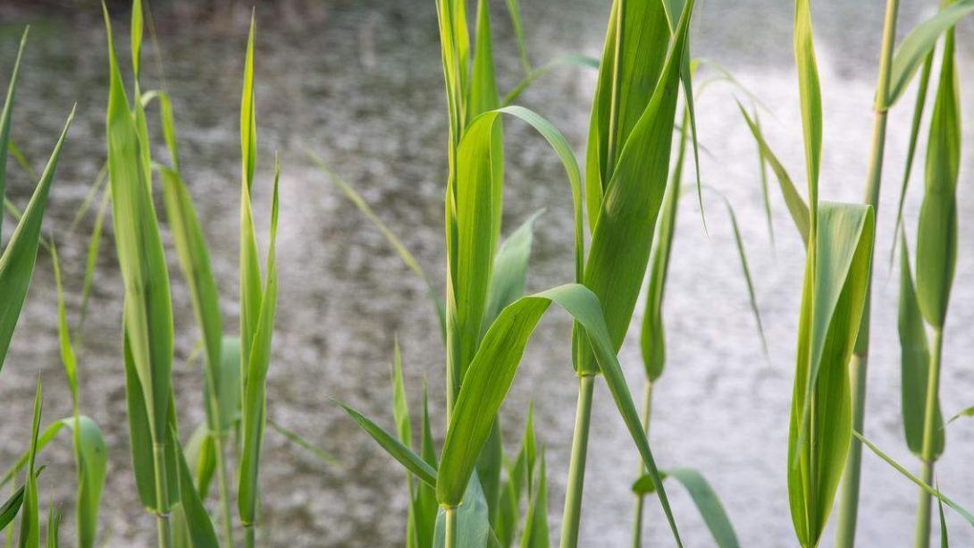 钓鲫鲤草青如果不用商品饵用什么饵较好其实它们随处可见