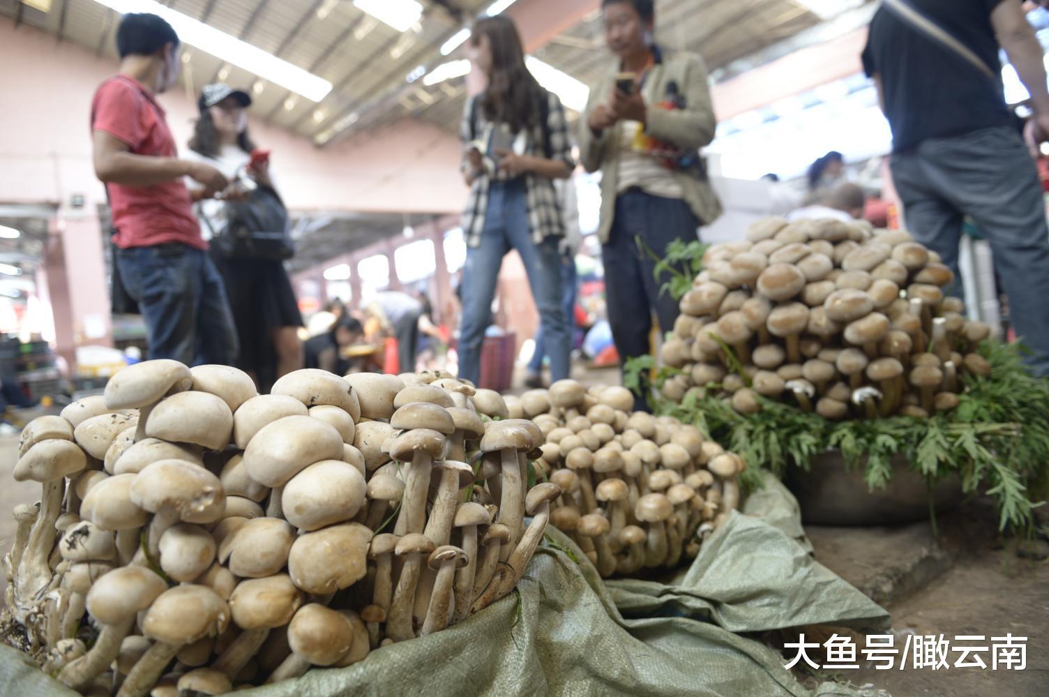 云南夫妻采到一窝"奇菌"46公斤售价高达1万2
