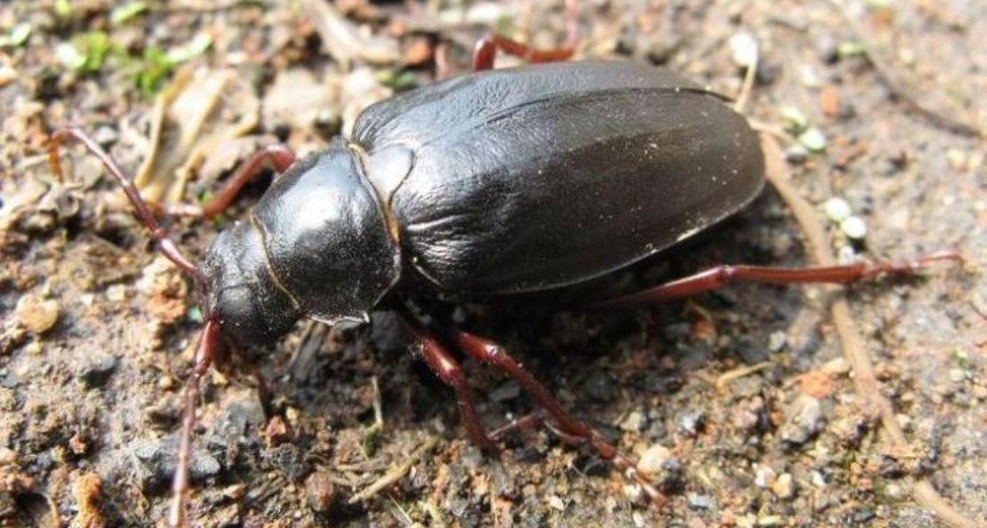 山山牛的幼虫——荒虫呈米黄色.