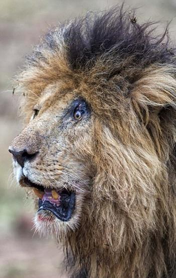 肯尼亚国家公园一头狮子眼睛受伤 网友惊呼: 这表情亮了!