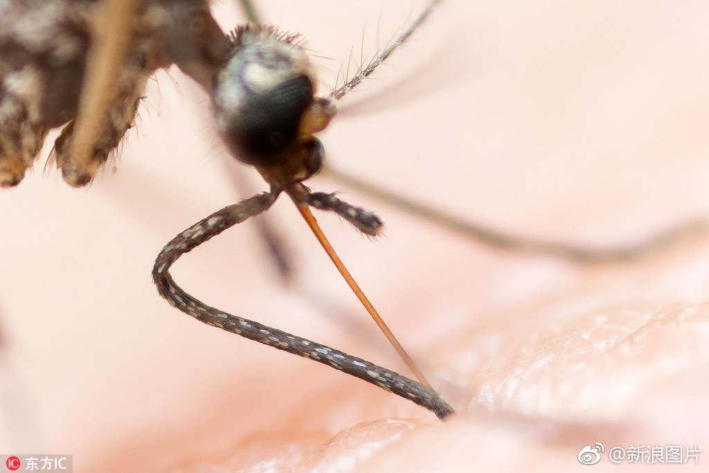 摄影师亲自放血拍蚊子特写看照片都觉得痒