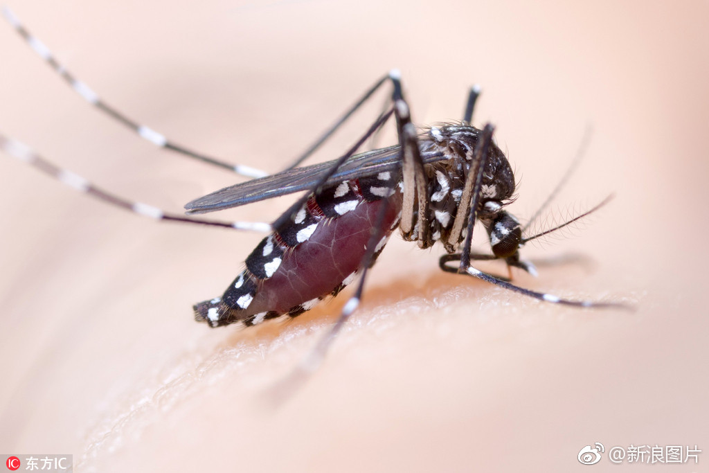 摄影师亲自放血拍蚊子特写看照片都觉得痒