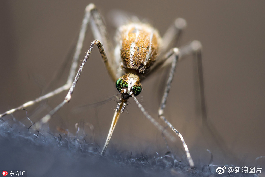 摄影师亲自放血拍蚊子特写看照片都觉得痒