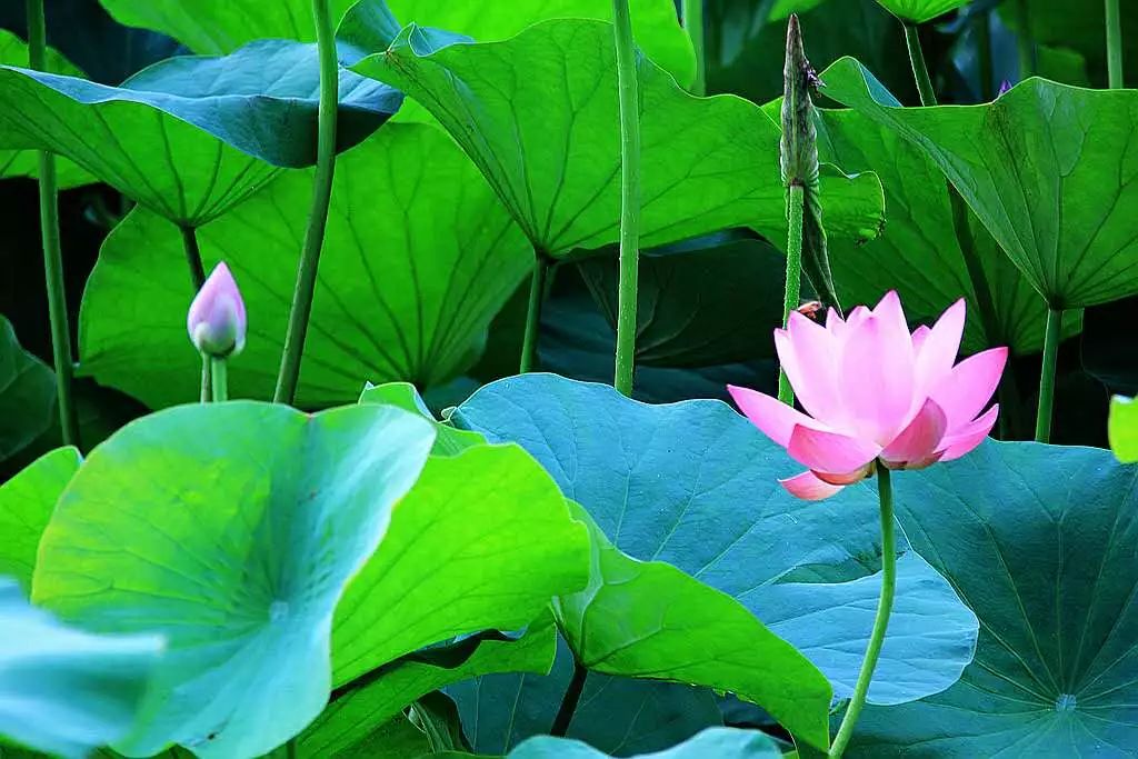 摄影|周传军摄影|刘芳摄影|邢永来美食泰安的美食实在太多也受过太多