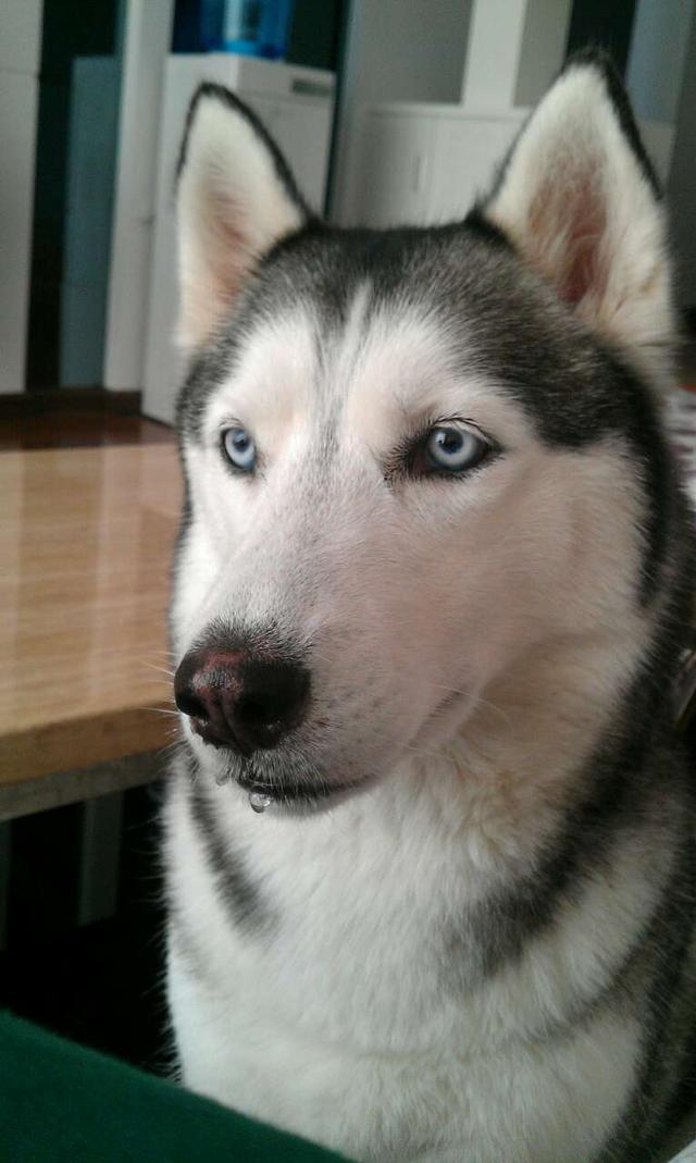 相伴12年的哈士奇病逝前,睁着眼等宠主回来,眼神流露出满满不舍