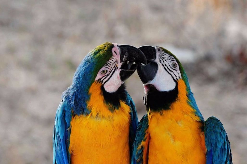 七夕节 看看十幅野生动物们爱情的样子 哪一对情侣打动了你?