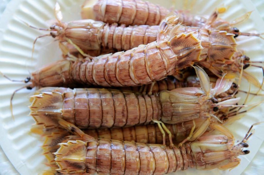 休渔期间 皮皮虾依然不断上市 成为餐桌美食 皮皮虾难道走不了吗