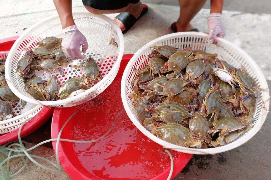 菜市场出现梭子蟹 50块钱左右价格 让馋了3个月的市民慷慨解囊