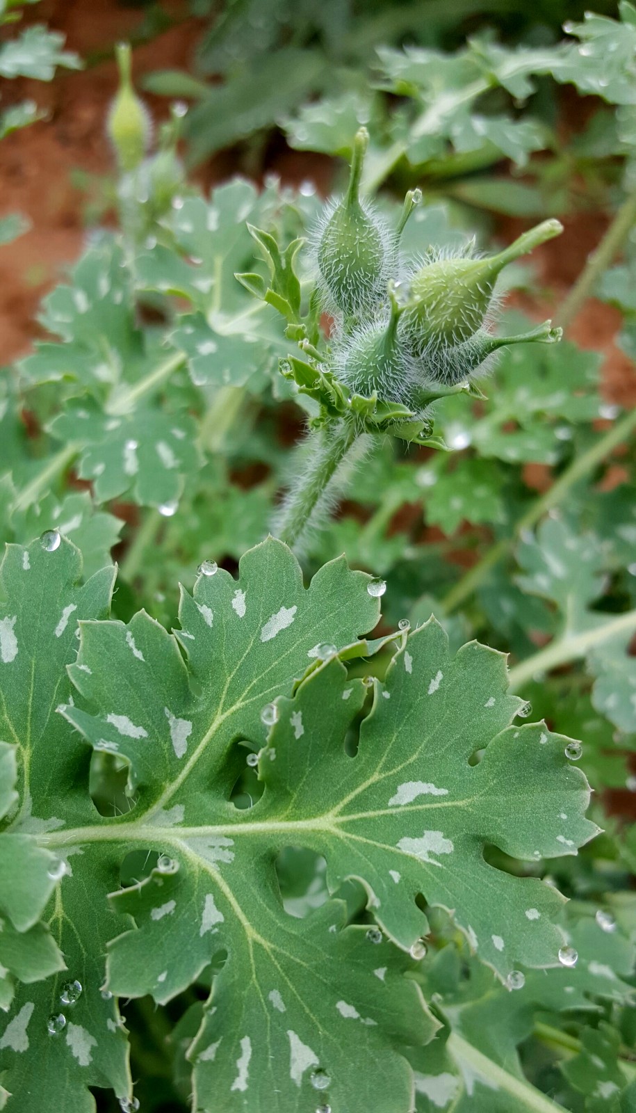 秃疮,疥癣的秃疮花你认识吗(18图)|陕西中草药|秃疮|疥癣_新浪新闻