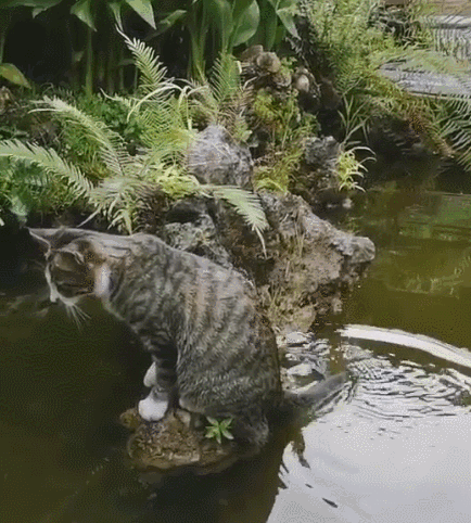 434_482gif 动态图 动图
