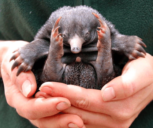 超可爱的短吻针鼹宝宝, 就像是从卡通世界中走出来的一样!