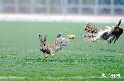 兔子蹬鹰的绝技还没用上,兔子一个急转就摆脱了猎鹰追捕
