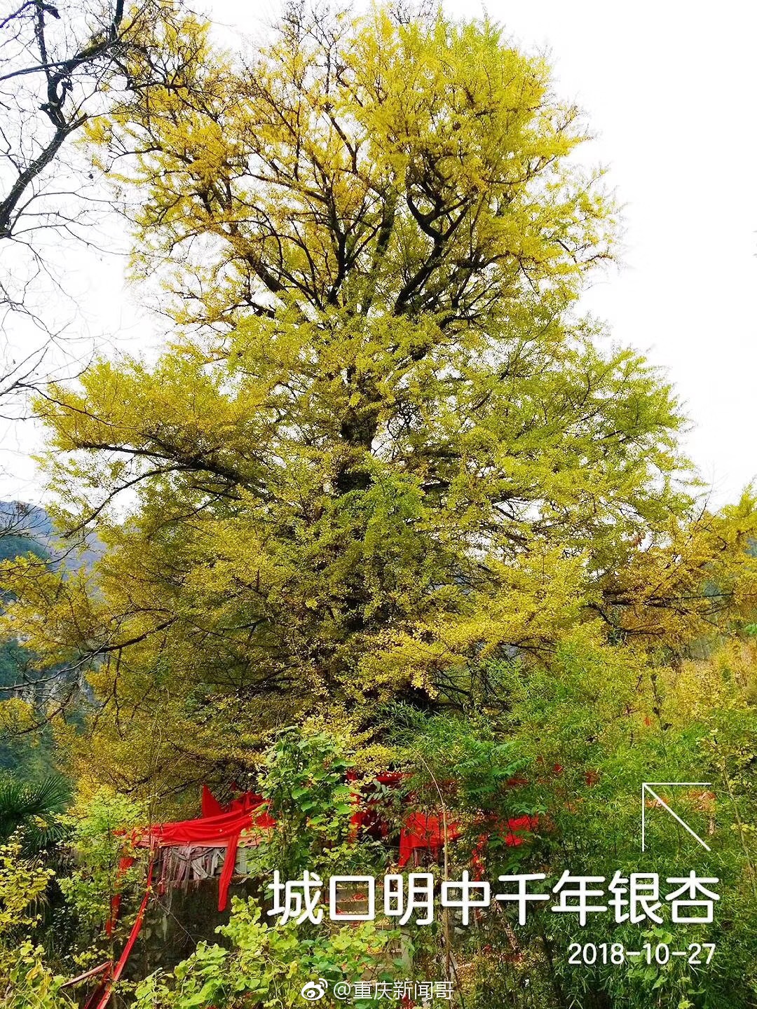 重庆城口县明中乡境内的这株银杏,有1800年历史