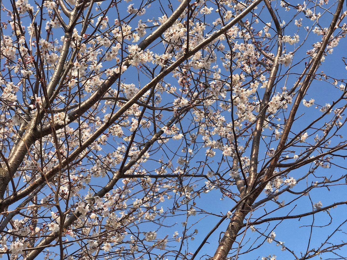 朝花三月 樱满京城 北京最大樱花园落户蓝调庄园
