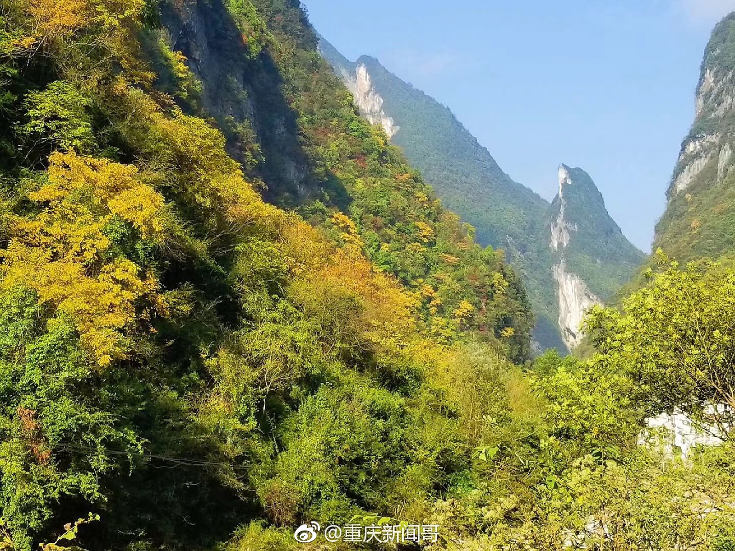 重庆城口县明中乡境内的这株银杏,有1800年历史|城口县|银杏|重庆_新浪新闻