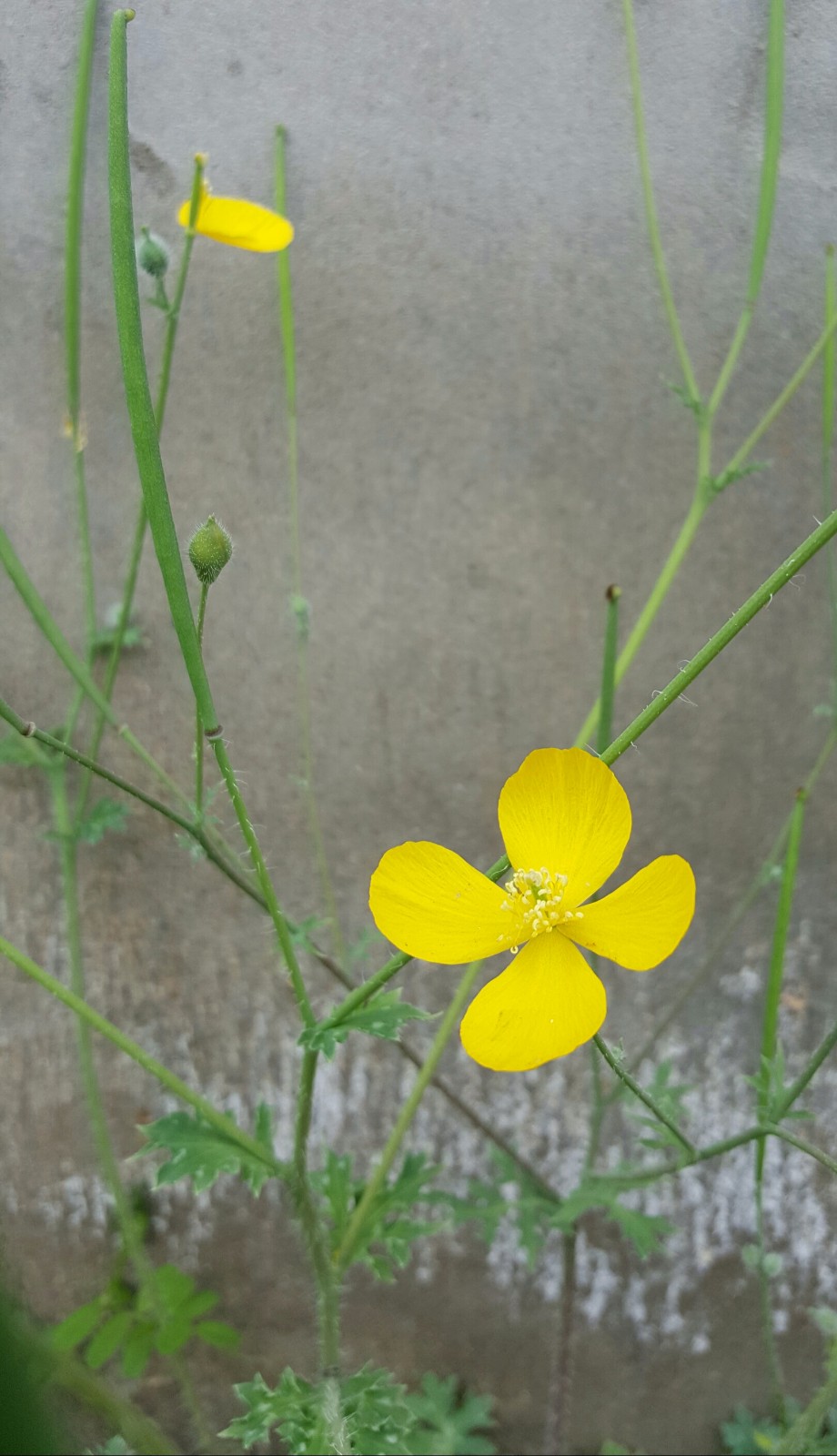 秃疮,疥癣的秃疮花你认识吗(18图)|陕西中草药|秃疮|疥癣_新浪新闻