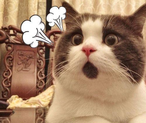主人用手机放小奶猫叫声,猫妈妈错认孩子,竟试图叼走旁边的大猫