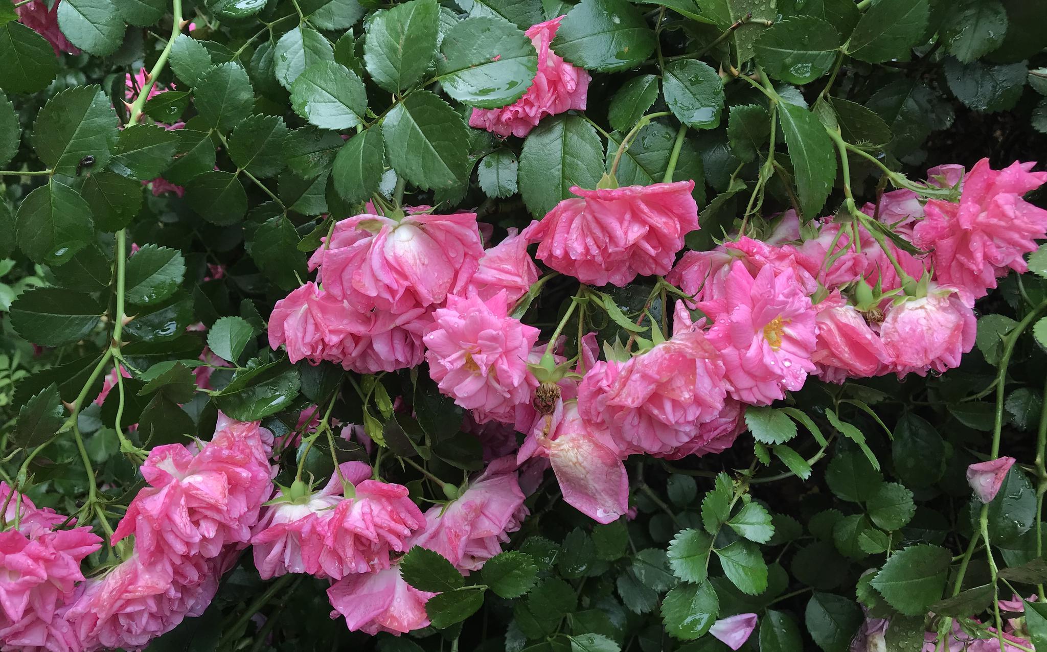 雨后蔷薇花落满地