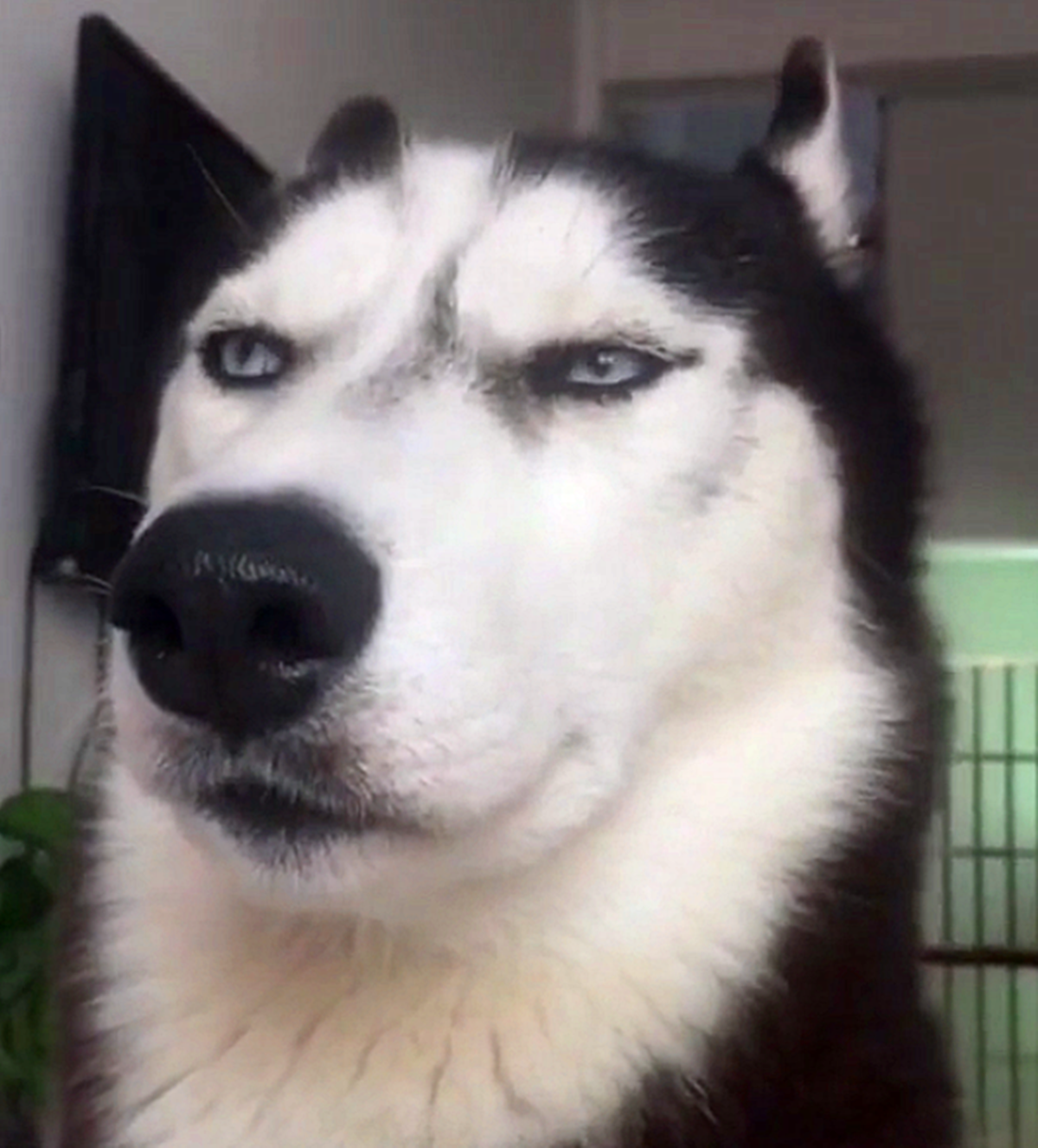 哈士奇对着吹风机犯二,狗:我要把风都喝了,看你还怎么吹我