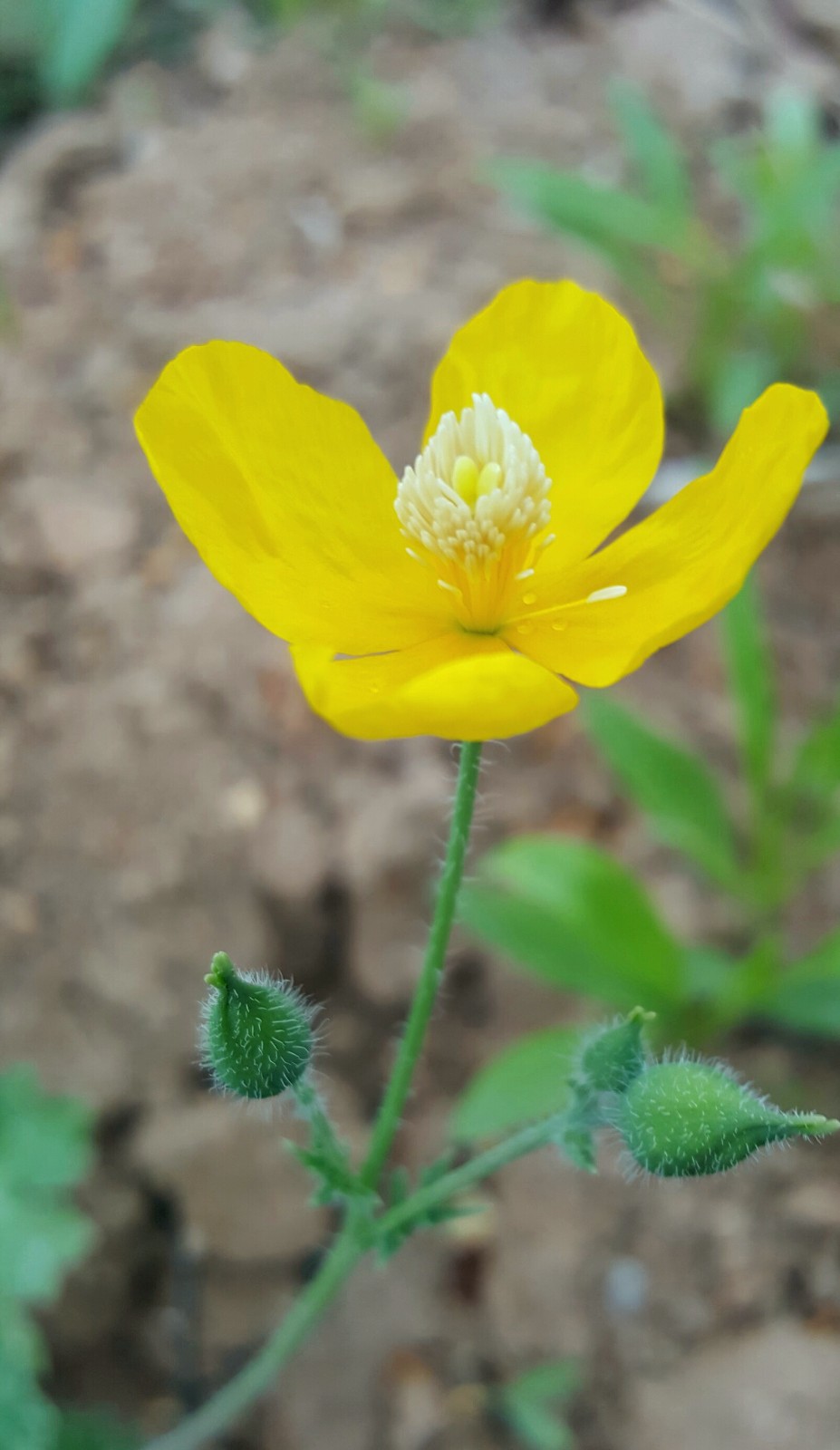 小药草治大病治疗牙痛秃疮疥癣的秃疮花你认识吗18图