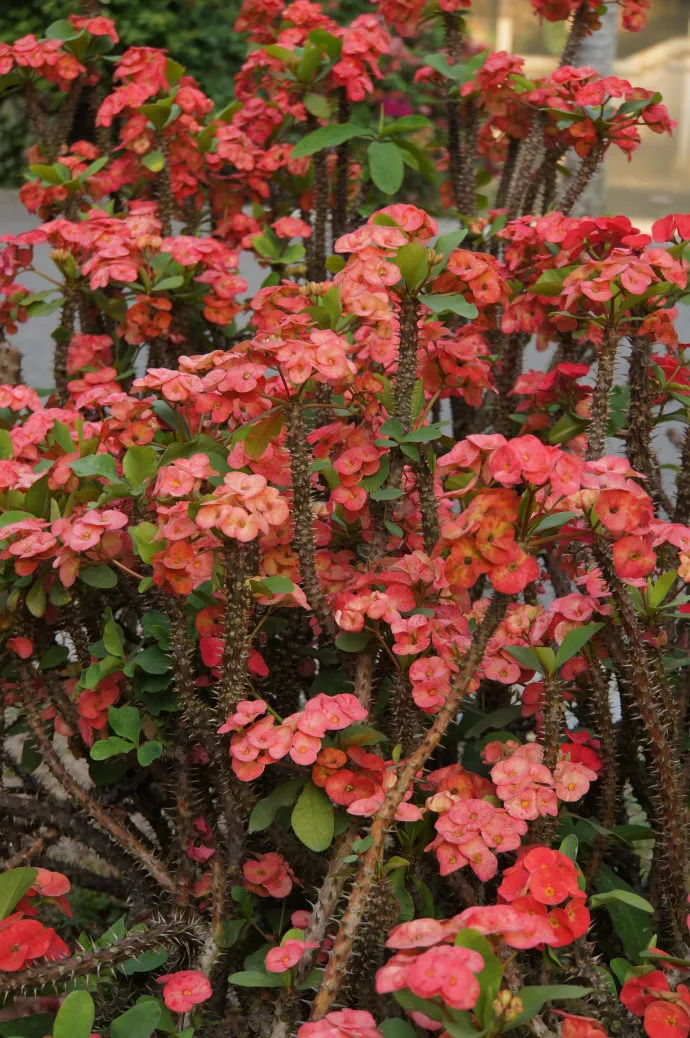 铁海棠花期(铁海棠花期后怎样修剪视频)