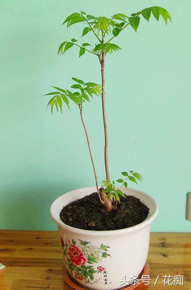 香椿当盆栽?只要一个小动作,三季都能吃到香椿嫩芽!简单实用!