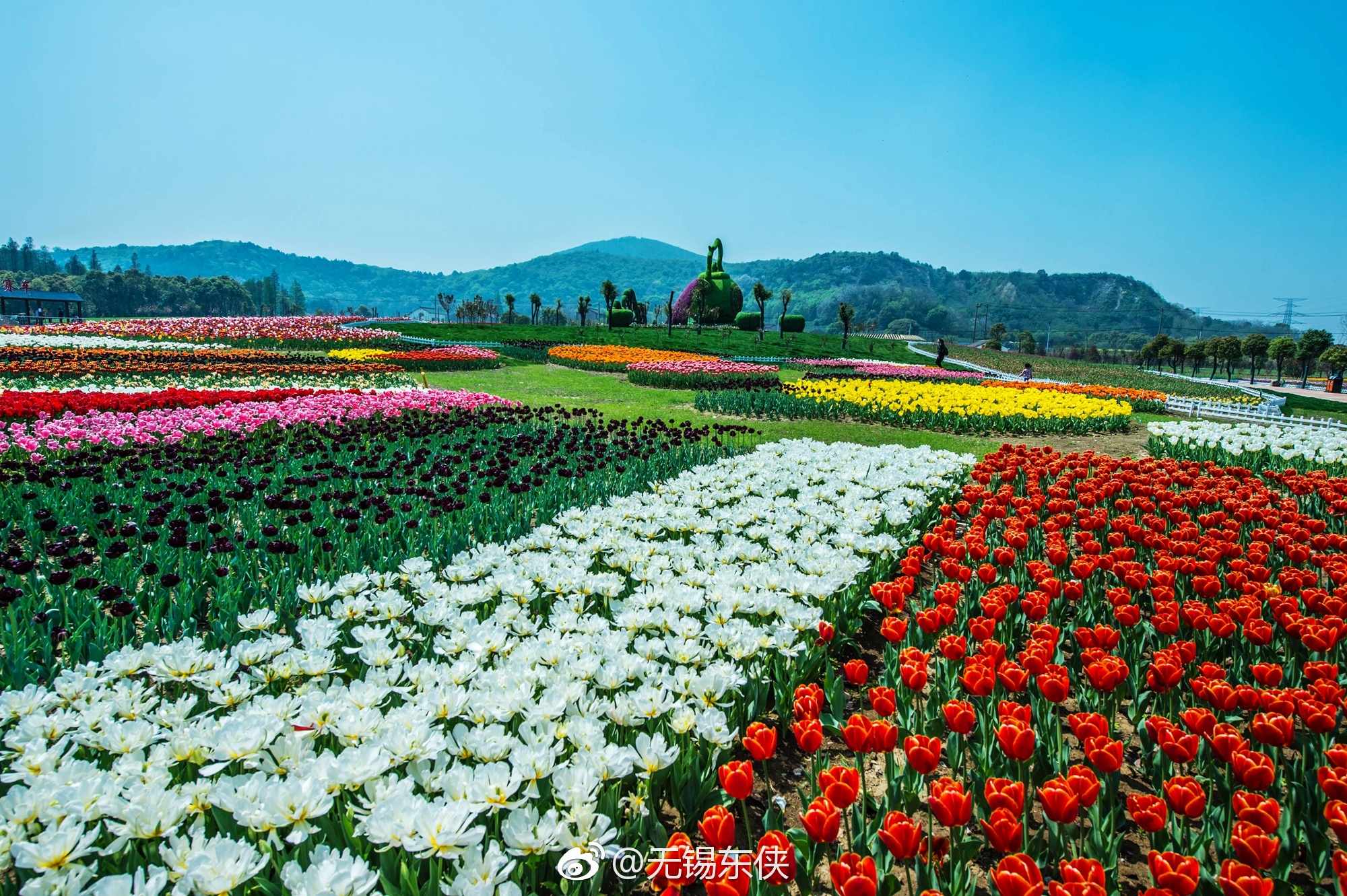 哇无锡花千谷主题乐园盛开着百万郁金香