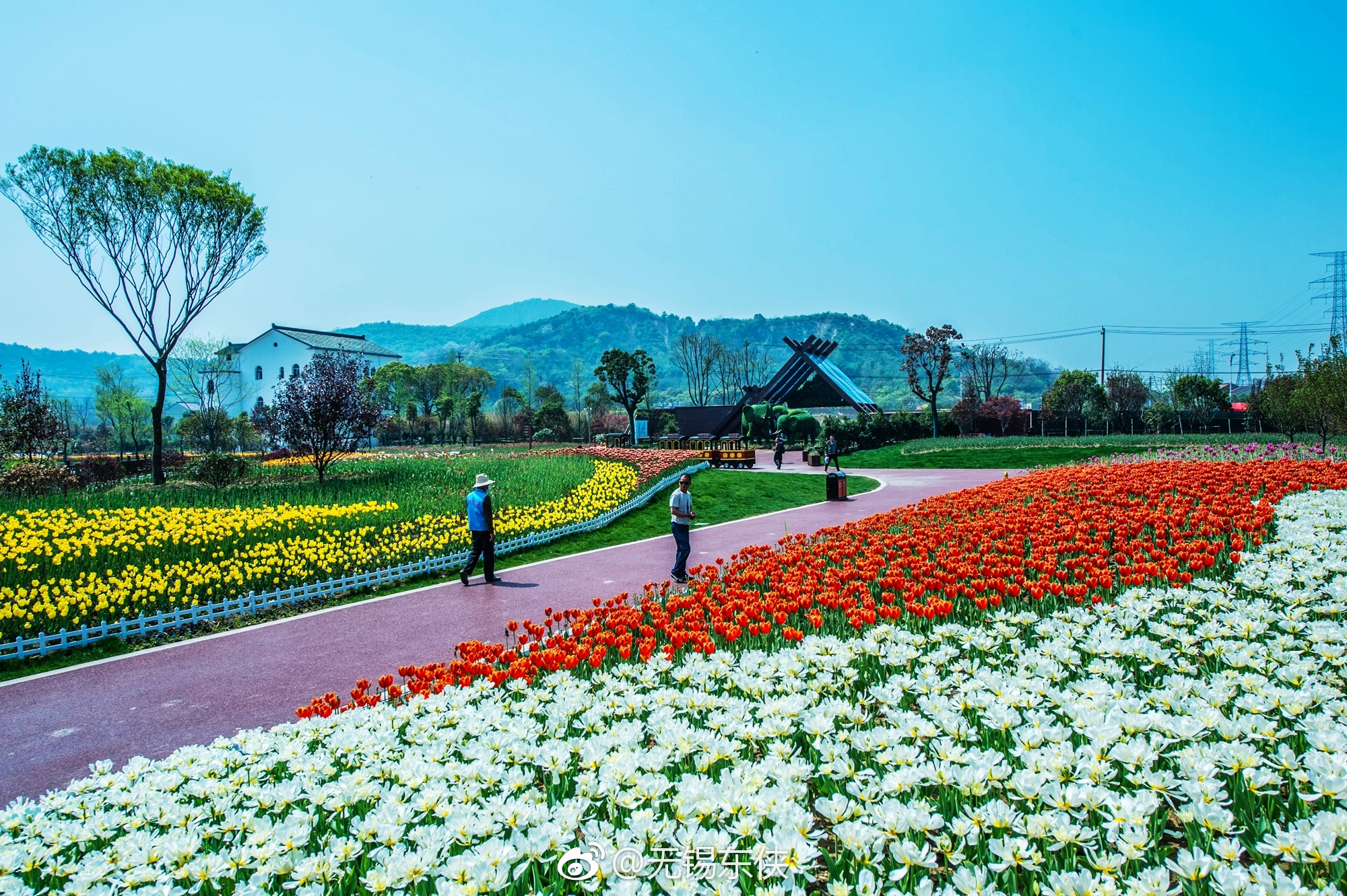 哇无锡花千谷主题乐园盛开着百万郁金香