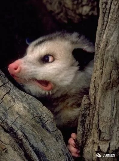 北美负鼠装死的北美负鼠