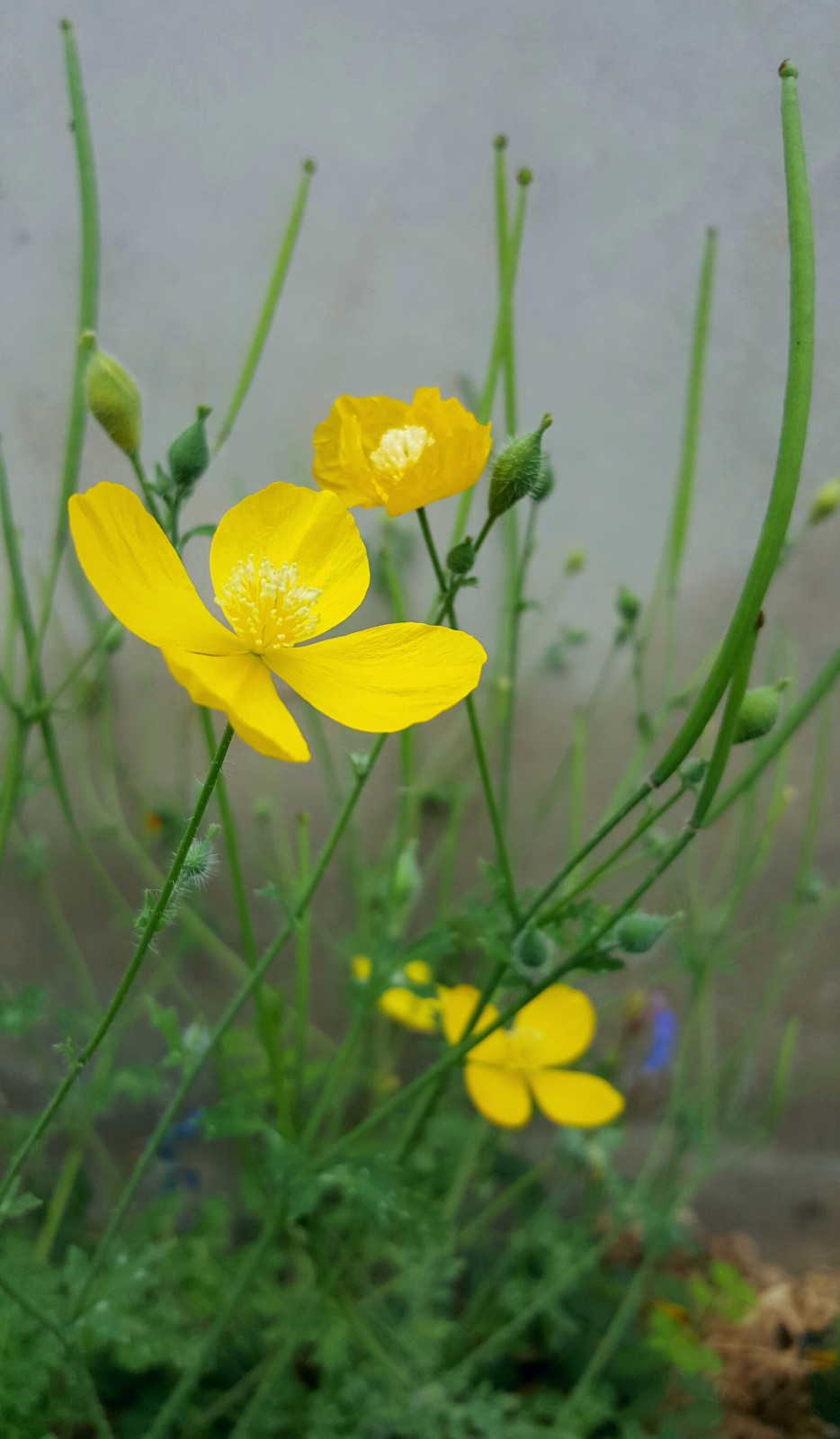 秃疮,疥癣的秃疮花你认识吗(18图)|陕西中草药|秃疮|疥癣_新浪新闻