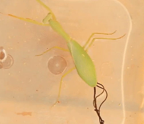 小伙把一只螳螂放入水中,本以为要淹死它,没想到却救了螳螂一命