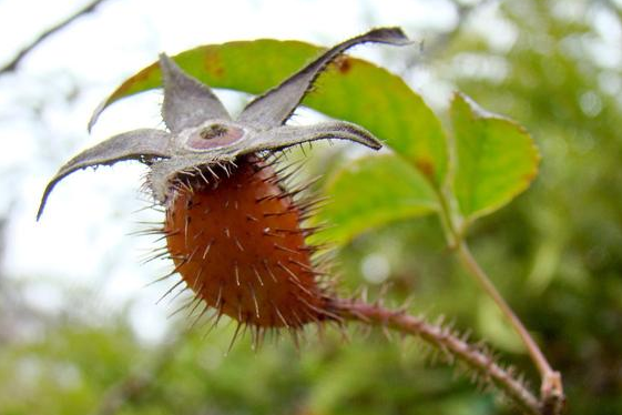 的青睐,主要是因为其食用比较麻烦,需要用小刀剖开,并且还有刺扎手