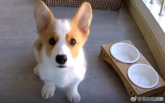 最近抖音上流行的歌曲,6岁小朋友演唱学猫叫