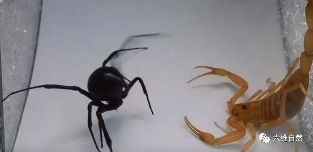 蜘蛛和蝎子谁更厉害?金蝎见到黑寡妇蜘蛛的表现令人失望